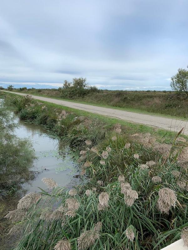 "La Pradeto" Gite Rural Camargue Arles Luaran gambar